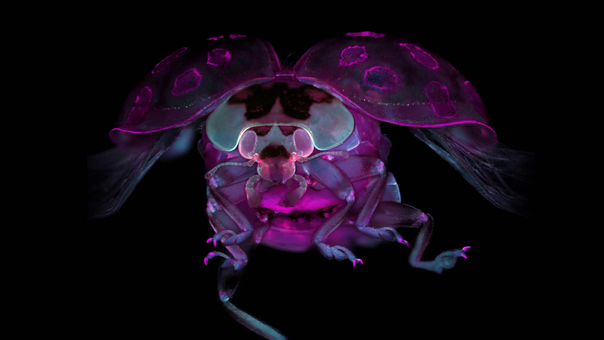 Tissue-cleared ladybug. Captured by Marko Pende (USA)