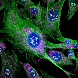 microscoop verlichting lifescience research